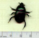 picture of a DUNG BEETLE click for more information