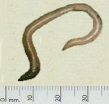 picture of EARTHWORM click for more information