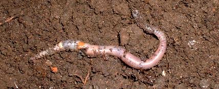 picture of an earthworm