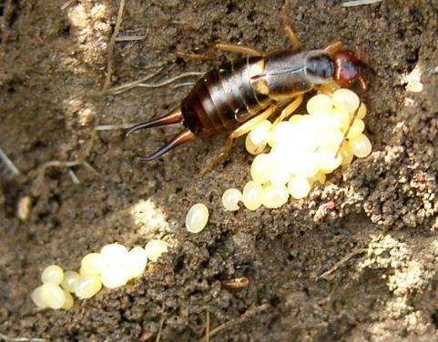 picture of a female earwig guarding her eggs