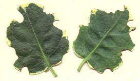 picture of adult vine weevil damage