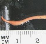picture of AUSTRALIAN FLATWORM click for more information