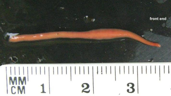 picture uf Australian Flatworm