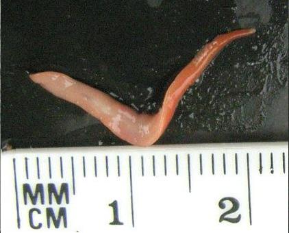 picture showing underside of Australian Flatworm