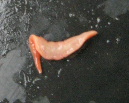 picture showing underside of Australian Flatworm