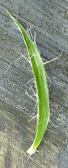 image of field woodrush leaf