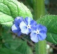 LINK TO A MONOGRAPH ON GREEN ALKANET