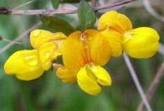 LINK TO A MONOGRAPH ON BIRDSFOOT TREFOIL