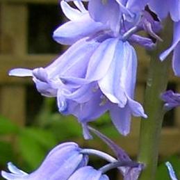 image of Hybrid Bluebell flower
