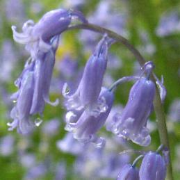 image of a native Bluebell flower