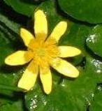 LINK TO A MONOGRAPH ON LESSER CELANDINE