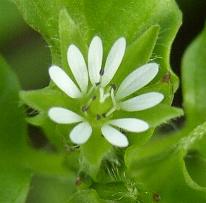 image of Chickweed flower