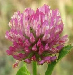 LINK TO A MONOGRAPH ON RED CLOVER