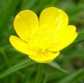LINK TO A MONOGRAPH ON CREEPING BUTTERCUP