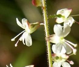 LINK TO A MONOGRAPH ON ENCHANTER'S NIGHTSHADE