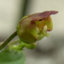 LINK TO A MONOGRAPH ON COMMON FIGWORT