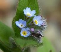 LINK TO A MONOGRAPH ON FIELD FORGET-ME-NOT