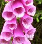 LINK TO A MONOGRAPH ON FOXGLOVE