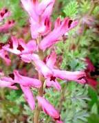 LINK TO A MONOGRAPH ON COMMOM FUMITORY