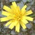 LINK TO A MONOGRAPH ON AUTUMN HAWKBIT