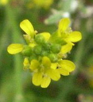 LINK TO A MONOGRAPH ON HEDGE MUSTARD