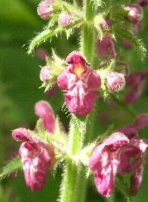 LINK TO A MONOGRAPH ON HEDGE WOUNDWORT
