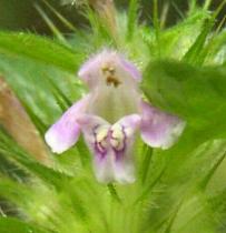LINK TO A MONOGRAPH ON COMMON HEMP-NETTLE