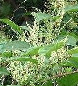 LINK TO A MONOGRAPH ON JAPANESE KNOTWEED