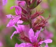 LINK TO A MONOGRAPH ON PURPLE LOOSESTRIFE