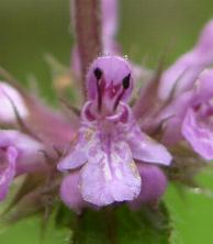 LINK TO A MONOGRAPH ON MARSH WOUNDWORT