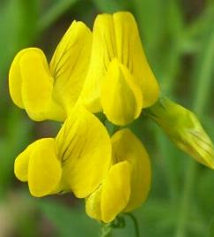 LINK TO A MONOGRAPH ON MEADOW VETCHLING