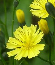 LINK TO A MONOGRAPH ON NIPPLEWORT