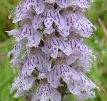 LINK TO A MONOGRAPH ON THE COMON SPOTTED ORCHID