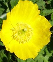 LINK TO A MONOGRAPH ON THE WELSH POPPY