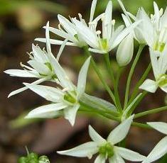 LINK TO A MONOGRAPH ON WILD GARLIC