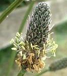 LINK TO A MONOGRAPH ON RIBWORT PLANTAIN