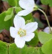 LINK TO A MONOGRAPH ON WOOD SORREL