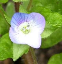LINK TO A MONOGRAPH ON COMMON FIELD  SPEEDWELL