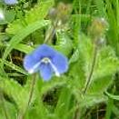 LINK TO A MONOGRAPH ON GERMANDER SPEEDWELL