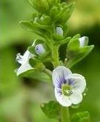  THYME-LEAVED  SPEEDWELL