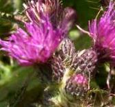 LINK TO A MONOGRAPH ON THE MARSH THISTLE