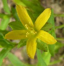 LINK TO A MONOGRAPH ON TRAILING ST JOHNS' WORT