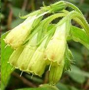 LINK TO A MONOGRAPH ON TUBEROUS COMFREY