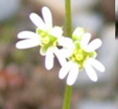 LINK TO A MONOGRAPH ON WHITLOW GRASS