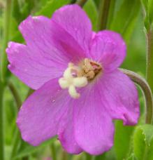 LINK TO A MONOGRAPH ON GREAT WILLOWHERB
