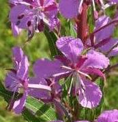 LINK TO A MONOGRAPH ON ROSEBAY WILLOW-HERB