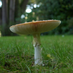 image of Fly-Agaric mushroom, <i>Amanita muscaria</i>