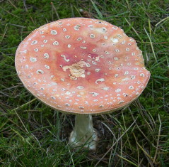 image of Fly-Agaric mushroom, <i>Amanita muscaria</i>