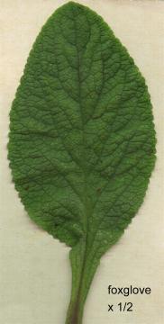 foxglove leaf