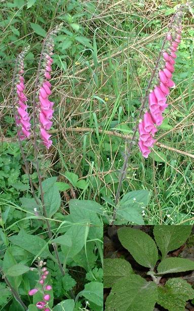 picture of FOXGLOVE